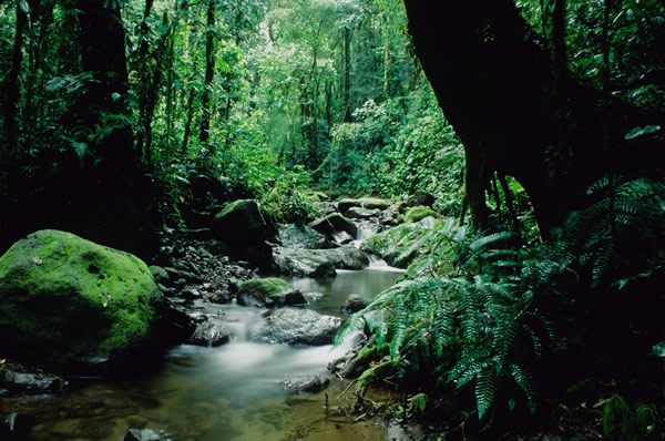 Panama is rich in wildlife and lush greenery
