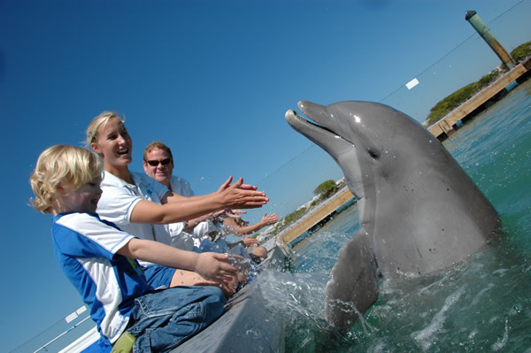 The Dolphin Connection is the only on-property resort dolphin program in the continental U.S.