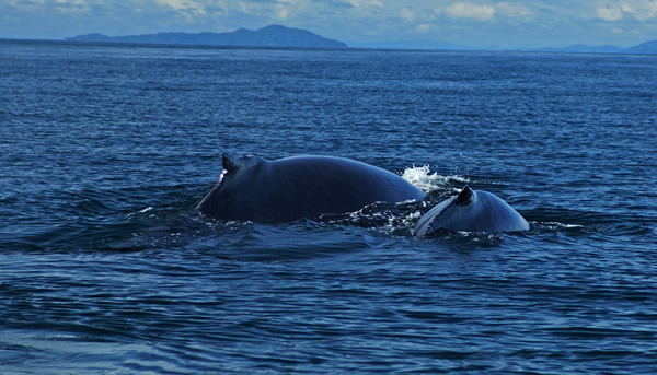 Whale watching is a must-do