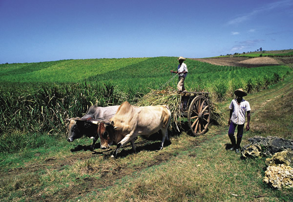 On Marie-Galante, the oxcarts are still part of rural life.
