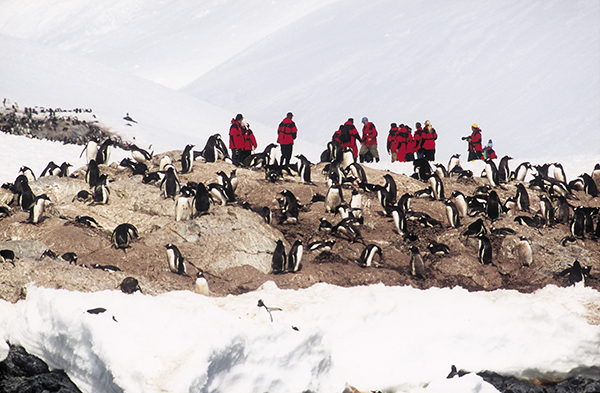 Hurtigruten guests mingle with the local residents of Antarctica