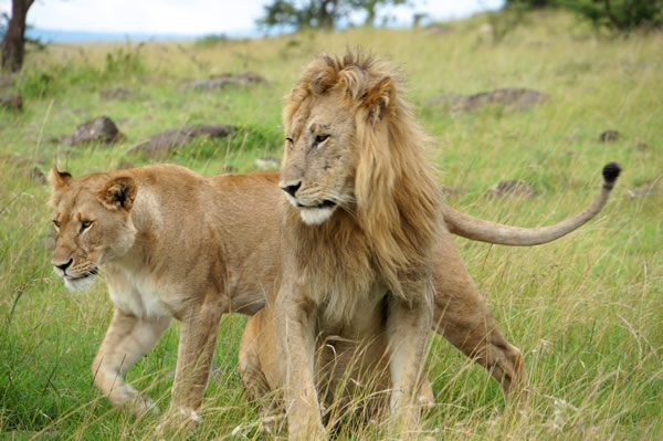 Wildlife viewing and stays in luxury desert retreats such as Little Kulala in Namibia are what it's all about in Africa.