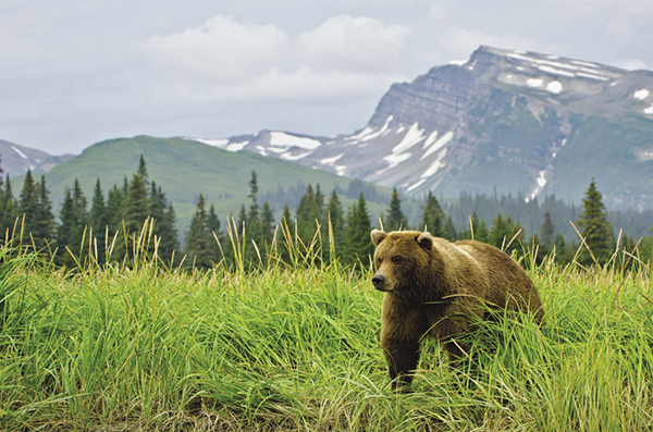 Mayflower Tours offers trips to Alaska