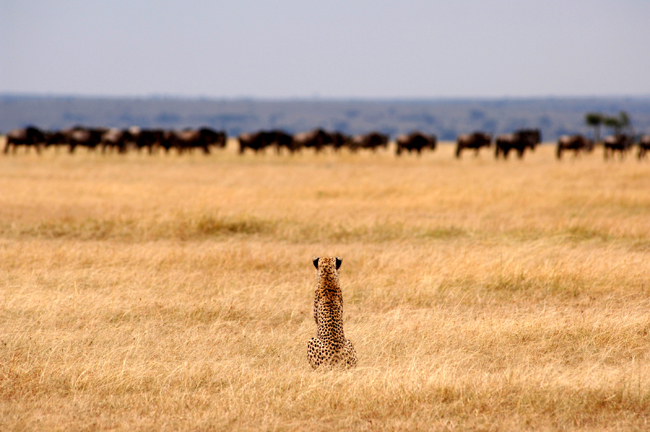 Game viewing with Yellow Zebra Safaris.