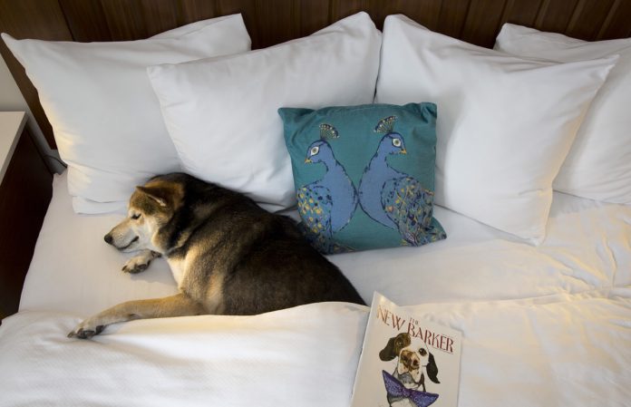 Guests of The Alfond Inn at Rollins in Central Florida can treat their canine Valentine to the new Puppy Love package this February. Guests of The Alfond Inn at Rollins in Central Florida can treat their canine Valentine to the new Puppy Love package this February.