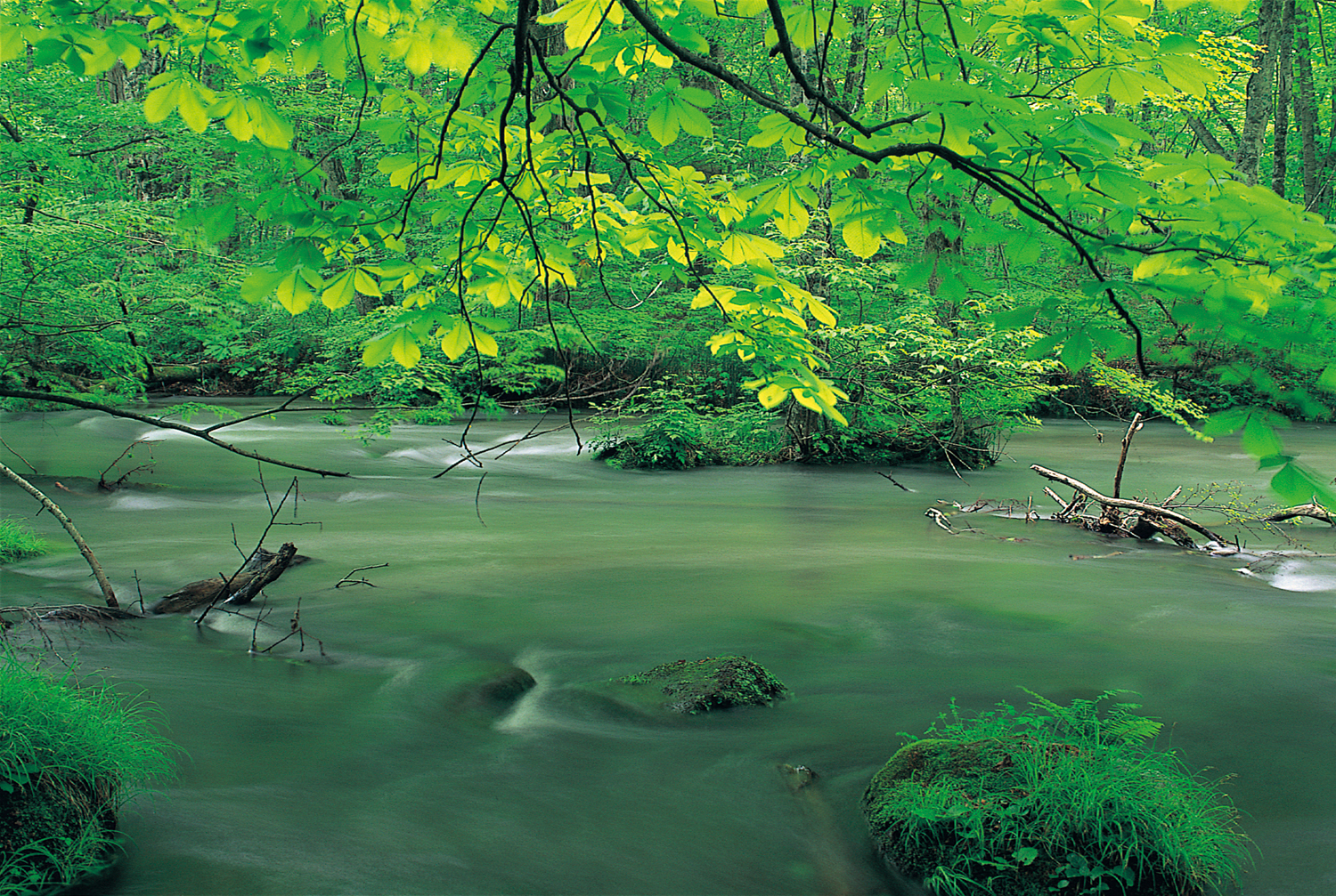 Oirase Stream.
