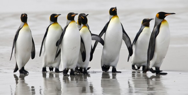 Falkland Islands
