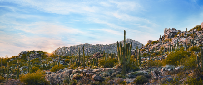 McDowell Sonoran Preserve in Scottsdale, AZ