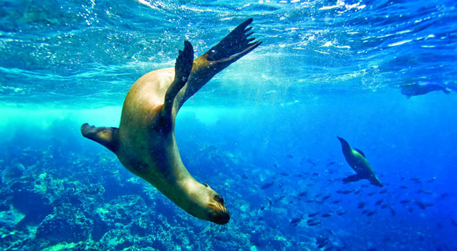 Galapagos with Flo Tours