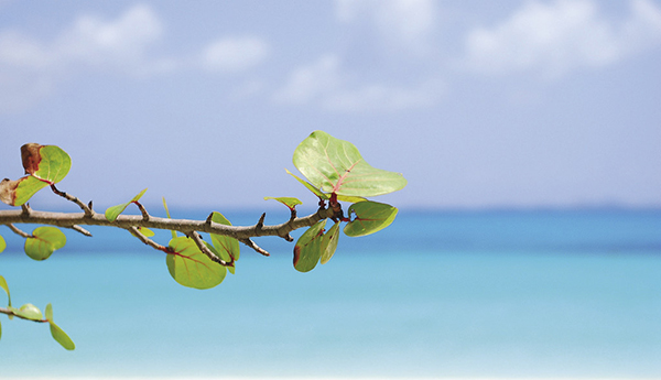 Seagrape leaf