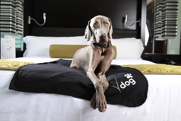 Dog-friendly