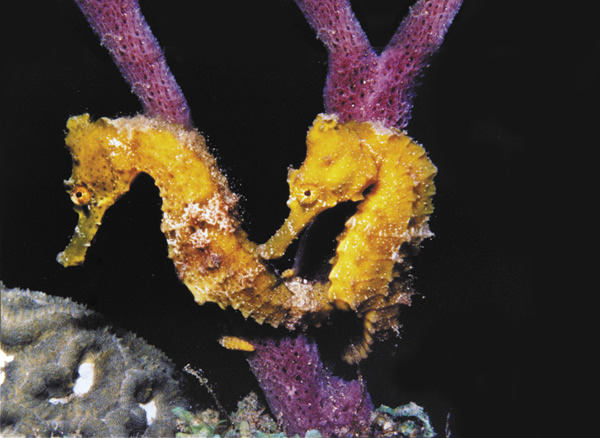 Saint Lucia's underwater marine life.