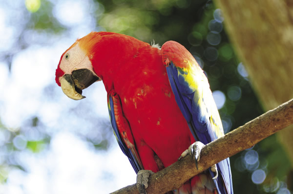 Scarlet macaw.