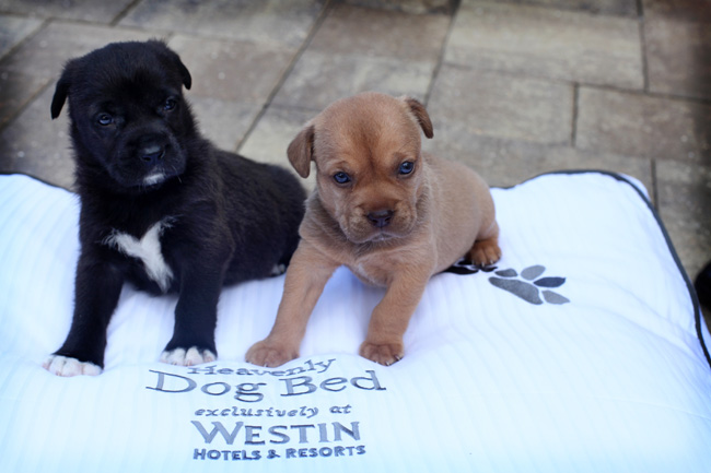 Westin Cape Coral Resort at Marina Village gives pups the Heavenly treatment with in-room amenities.
