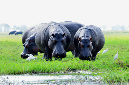 Hippos in Chobe in Botswana.