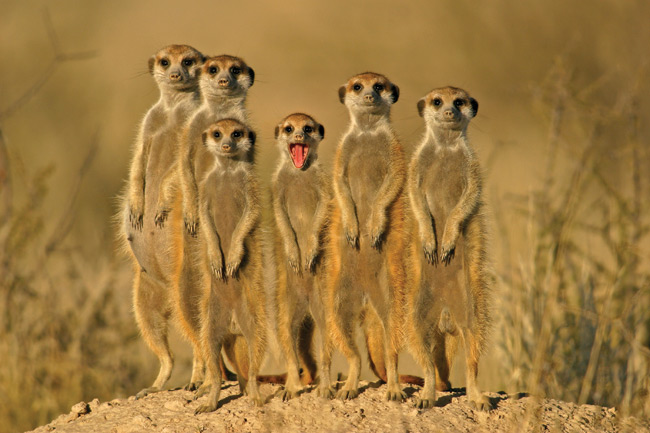General Wildlife Meerkat Tongue out