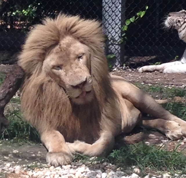 Lion Jungle Island