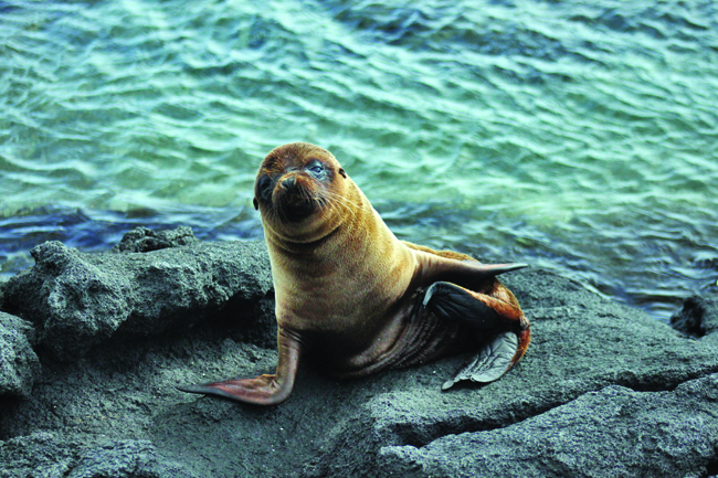 A sea lion sighting on an Ecoventura adventure.