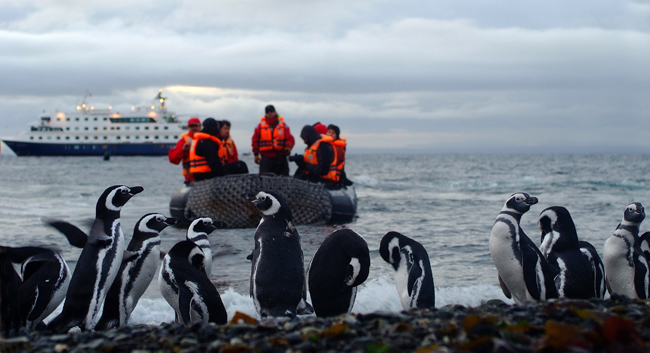 Close encounters with penguins on an Australis sailing.