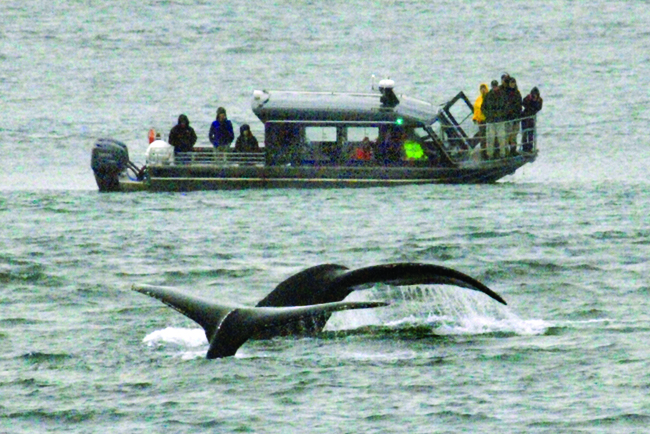 HAL offers a wide range of shore excursions that include whale watching.