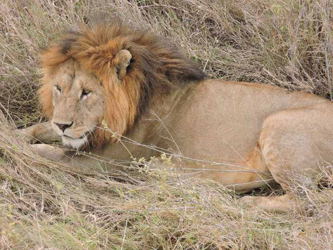 A lion from Big Cat area in the Serengeti. (Photo courtesy Zohar Safaris.)