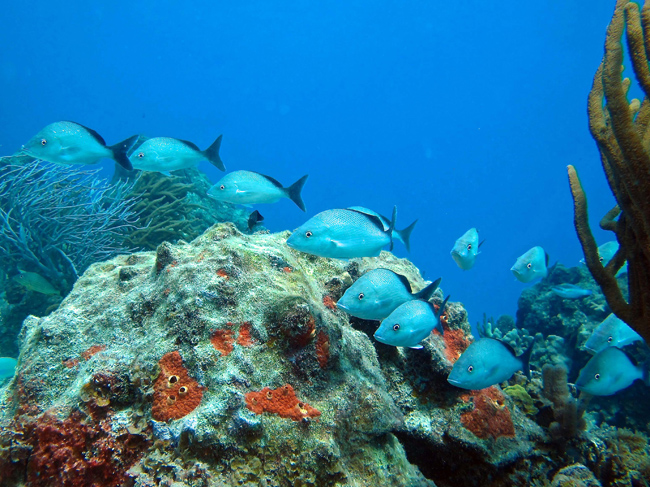 Zegrahm Expeditions Rainforests & Reefs cruise offers a complimentary diving excursion. (Photo credit: Jack Grove)