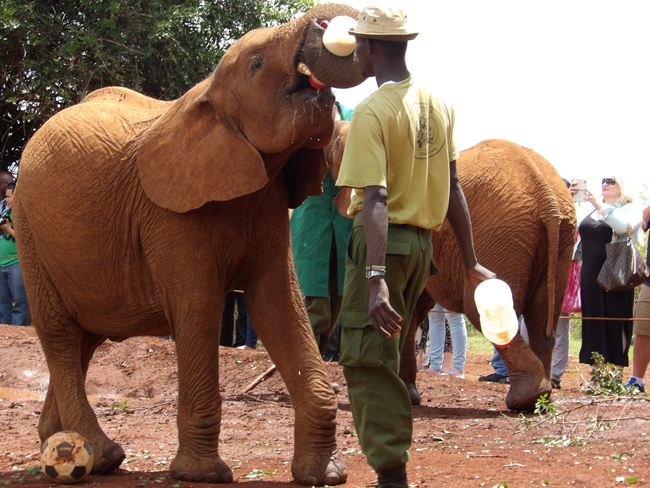 Feeding time at the elephant orphanage.