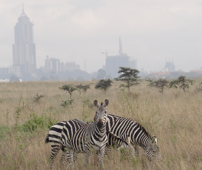 You can see the city skyline from the Nairobi National Park.