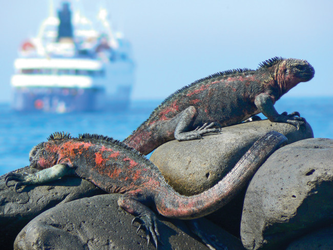Celebrity Cruises is planning to acquire Galapagos Islands tour operator Ocean Adventures and its two ships, upping its Galapagos Islands guest capacity to 65 percent.