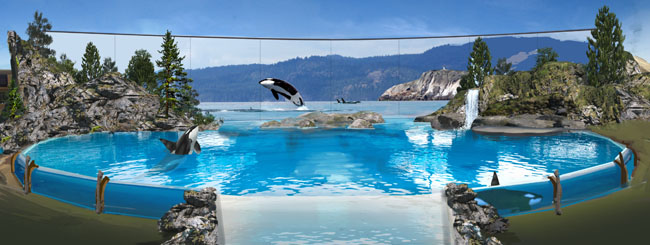SeaWorld San Diego Orca Encounter.