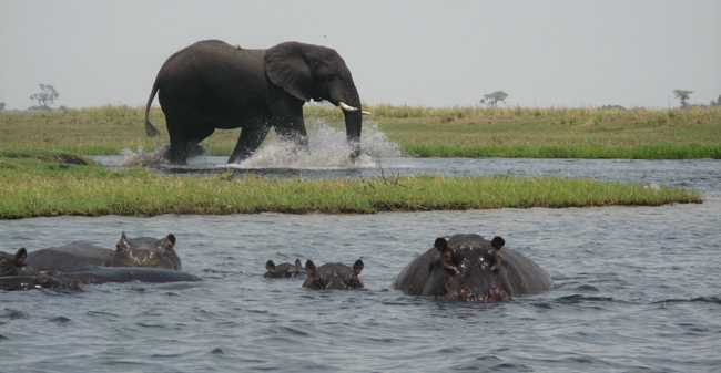 Collette's 14-day Exploring South Africa, Victoria Falls & Botswana Trip of a Lifetime itinerary features a game drive at Chobe National Park in Botswana.