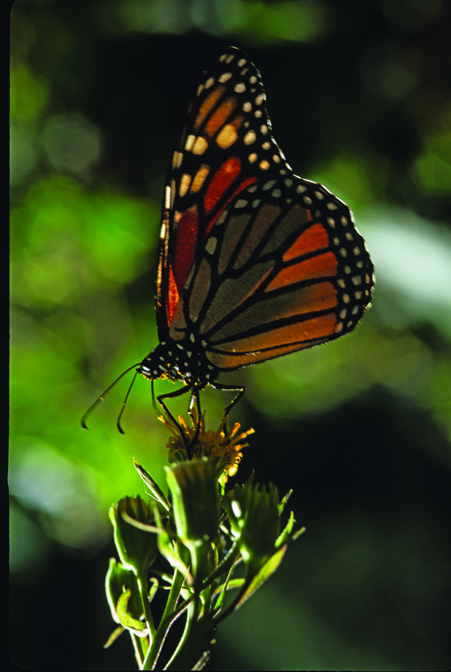 With Natural Habitat Adventures, clients can go chasing after monarch butterflies.