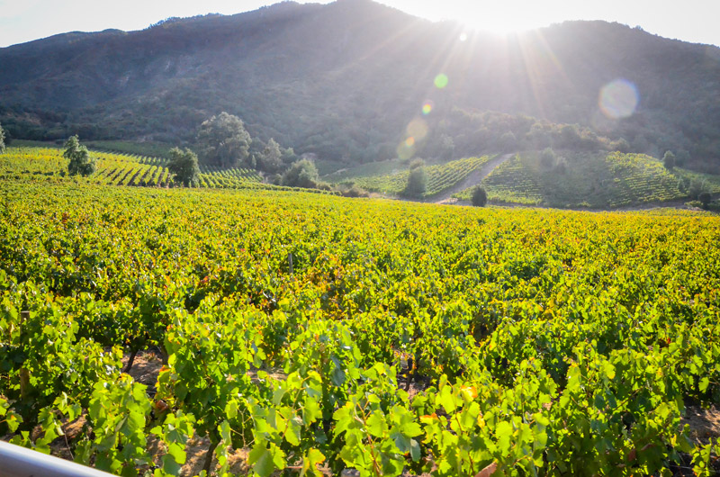 South Expeditions is offering eco-friendly tours in Chile’s Colchagua Valley this fall.Â