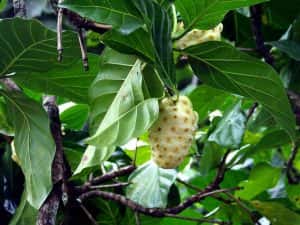 The Nourish Wrap at W Retreat & Spa – Vieques Island’s signature AWAY Spa features the local “noni” fruit.