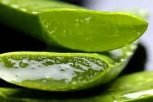 The Hilton Aruba is offering three spa treatments using aloe.
