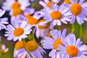 The Swedish massage at Sheraton Puerto Rico Hotel & Casino's Zen Spa Retreat uses chamomile.