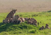 Kenya-Specialist-Program