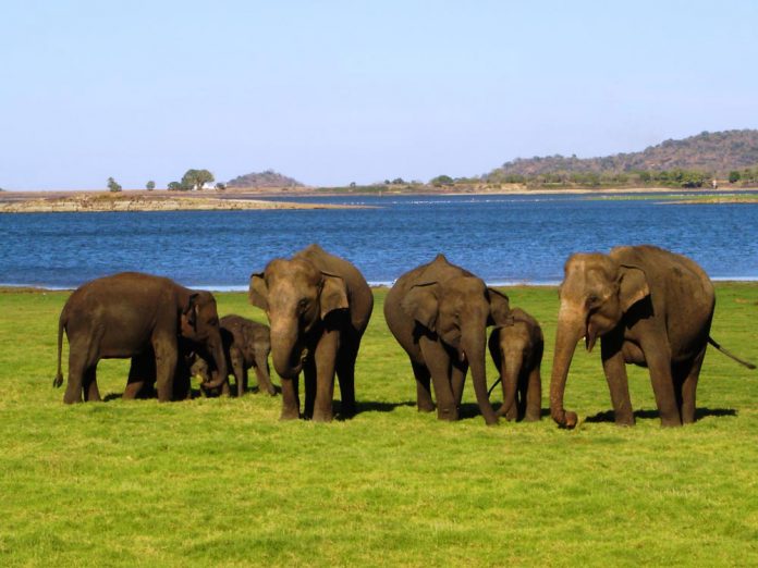 Ideal for animal lovers, Culture Holidays’ 7-day Sri Lanka FAM allows travelers to spend time helping and feeding elephants. Ideal for animal lovers, Culture Holidays’ 7-day Sri Lanka FAM allows travelers to spend time helping and feeding elephants.