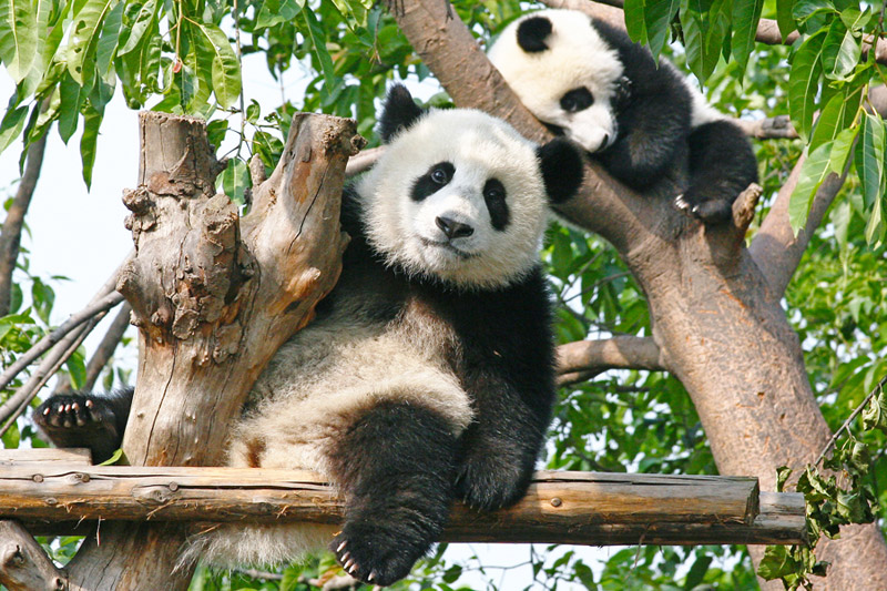 Avanti Destinations' add-on Panda Private Volunteer Experience allows travelers to visit the China Conservation and Research Centre for the Giant Panda.