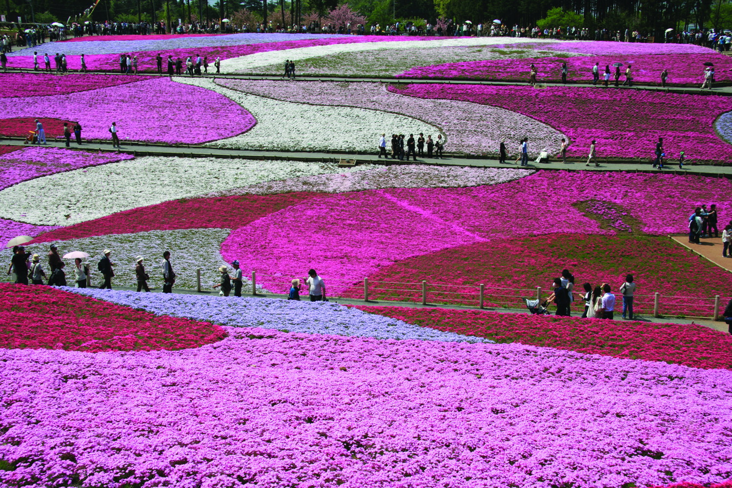 The cherry blossoms in Japan. (JNTO)