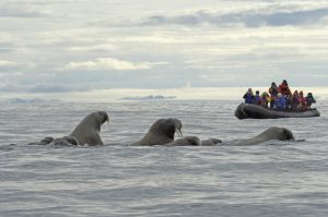 Spotting walrus on a zodiac trip. (Photo credit: Gary Alt, courtesy of TravelWild Expeditions.)