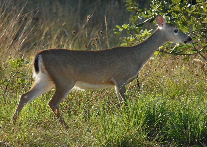 Key Deer A Key deer searches for food in the National Key Deer Refuge on Big Pine Key. (Photo Credit: Andy Newman/Florida Keys News Bureau)