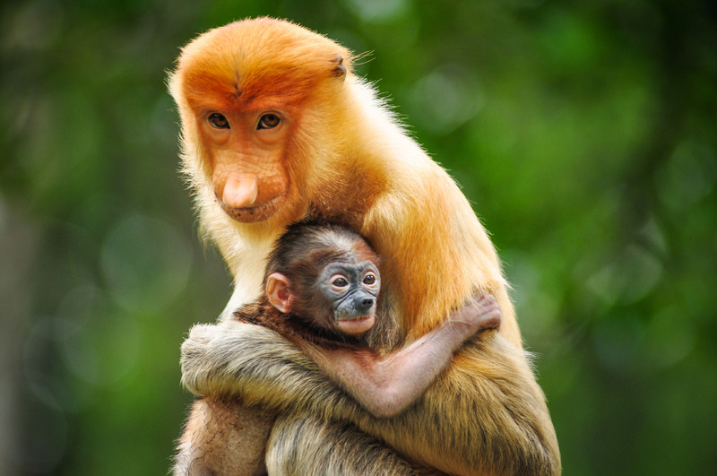 Classic Escapes Borneo